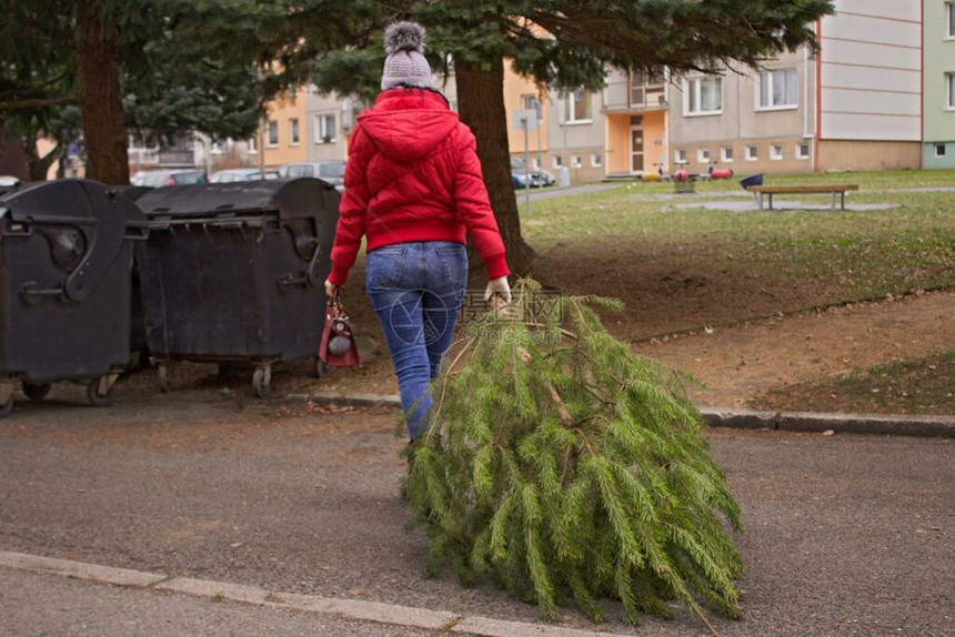 一个带着手提包的女人把圣诞树拉到垃圾箱里一个带着红色手提包和夹克的女人把一棵松树带到容器里垃圾车图片