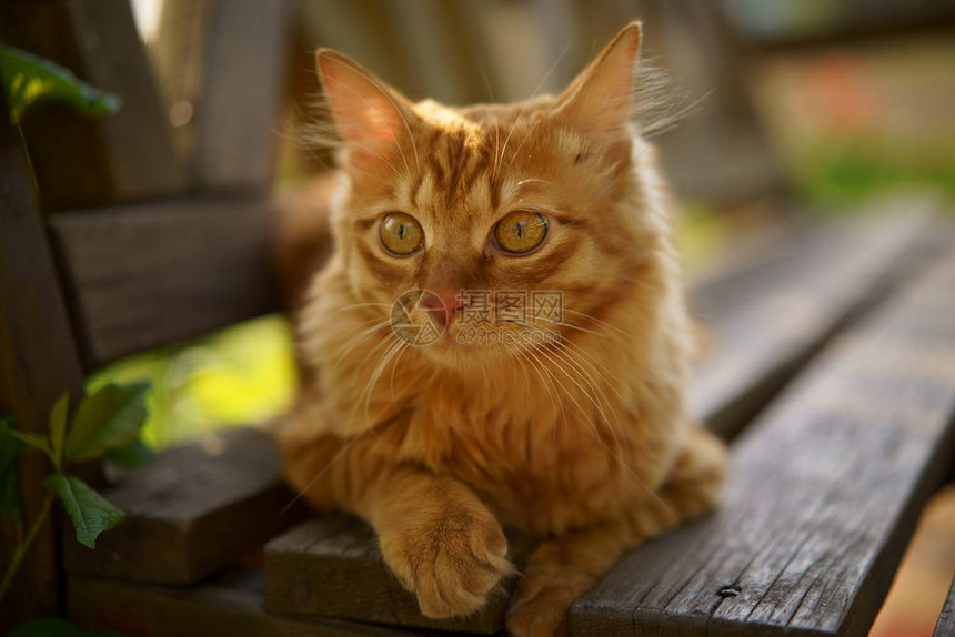 夏日红猫在绿草上散步图片