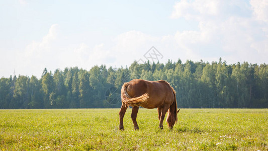 一匹孤马在牧场吃草图片