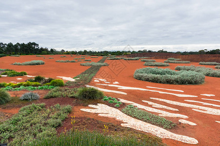 澳大利亚墨尔本外缘克兰伯恩皇家植物园的干旱花图片