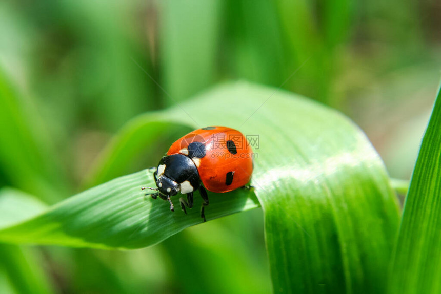 在绿草和绿色背景的红色瓢虫图片