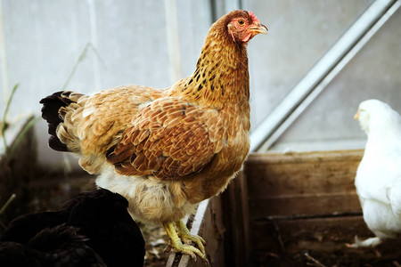 白天的红母鸡养殖农场业图片
