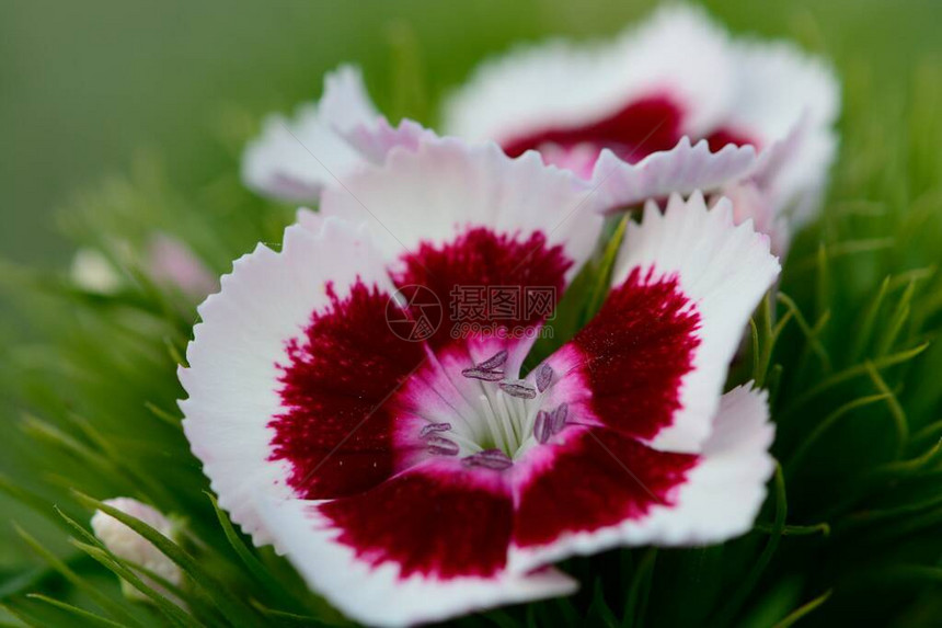 红白康乃馨dianthusBarbabatu图片