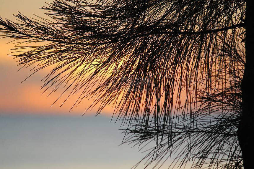 松树针的剪影背景是夕阳的微弱色彩图片