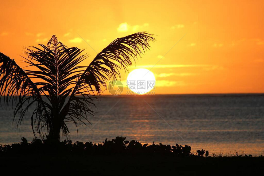 热带岛屿日落海滩上长着一棵图片