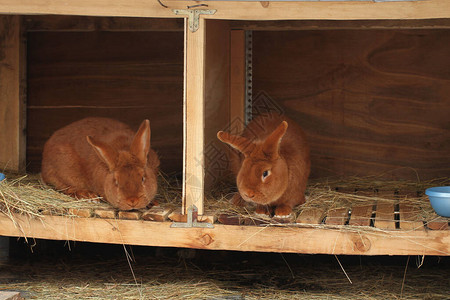 笼子里的新西兰纯种红兔背景图片