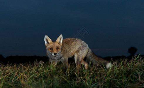 晚上靠近一只年轻的红狐狸Vulpesvulpes图片