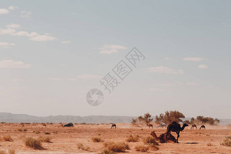 沙漠里的吉普车和骆图片