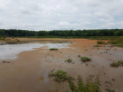 湿地或沼泽红藻开花水和树木图片