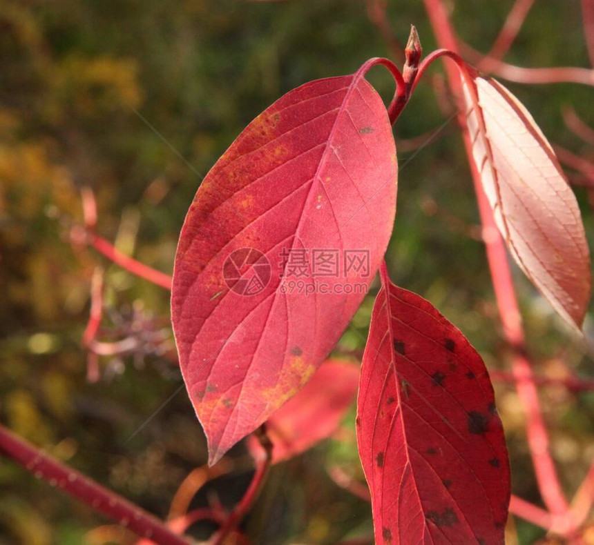 蒙大拿贝尔牙山Bearooth山的红奥塞尔养狗林Cornusse图片