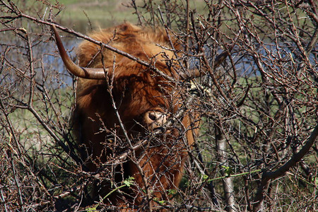 苏格兰高地红牛长着大角在罗岑堡岬角背景图片