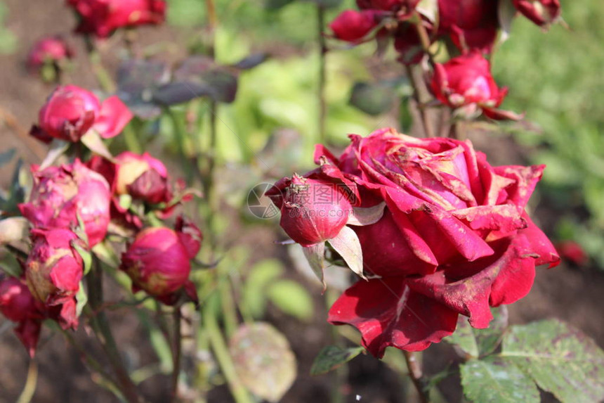 在花园里结冰后的红玫瑰花园里红玫瑰的照片红芽花结冰了外面寒冷之后的花瓣图片