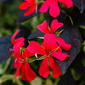 花坛上鲜艳的红色花朵图片