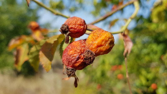 秋季成熟的浆果图片
