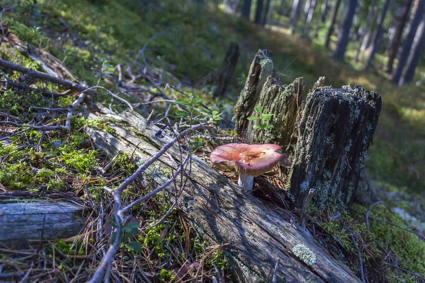 Russula蘑菇在夏天的关闭日树桩附近的木头中间在一片图片