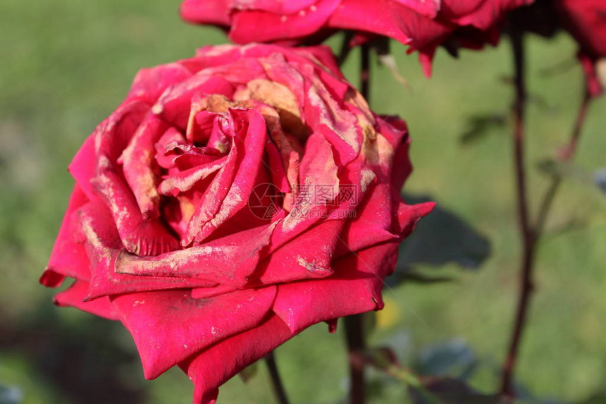 在花园里结冰后的红玫瑰花园里红玫瑰的照片红芽花结冰了外面寒冷之后的花瓣图片