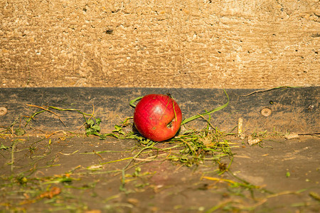 单独在地板上的红苹果图片