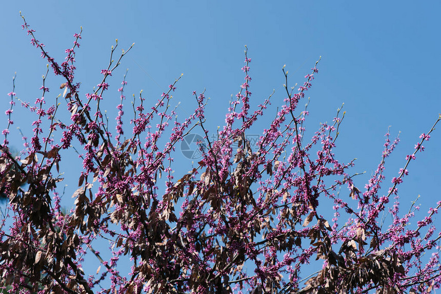 紫色的花朵和种子在一棵树上喷图片
