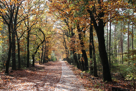 荷兰维卢韦地区秋季多种颜色的彩叶图片