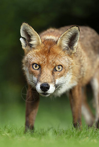 英国格兰的红狐狸Vulpesvul图片