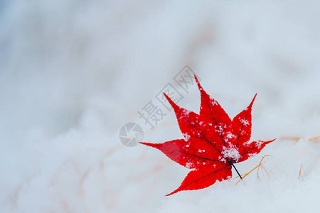 雪中的枫叶图片