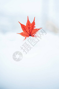 雪中的枫叶图片