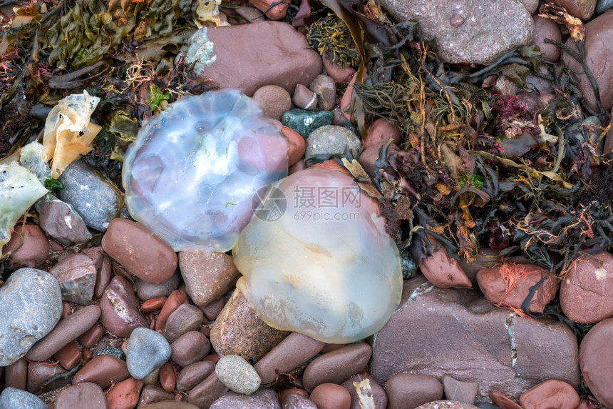 BarrelJellyfishRhizostomapulmo在圣布里德斯湾Pembrokesh图片