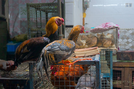 在旧德里市场出售的公鸡背景图片