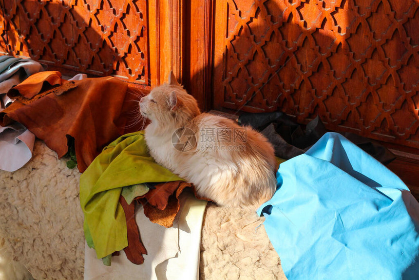 红猫在摩洛哥皮革制造城市Fes图片