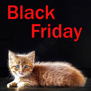 黑色周五销售额快乐的红猫在黑色背图片