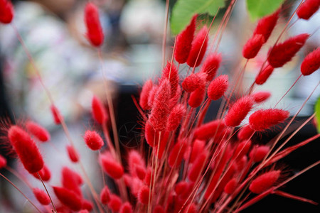 红色散焦的花朵卵形兔图片