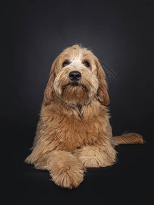 友好的红杏年轻成年拉布多犬柯布狗背景图片