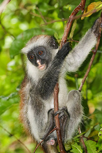 约扎尼雨林中濒危红大肠猴Piliocolobuski图片