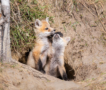 野外的红狐狸图片