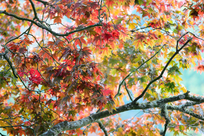 日本枫树acerjaponicum树上红叶的特写图片