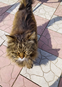 毛茸的猫在柏油路上沿着街道走宠物图片