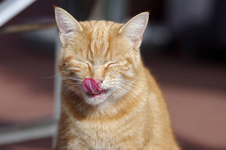 红猫露出舌头图片