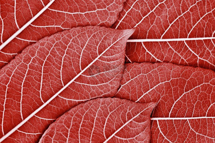 用于自然背景或红色计算机桌面壁纸的几棵树叶的剪接纹图片