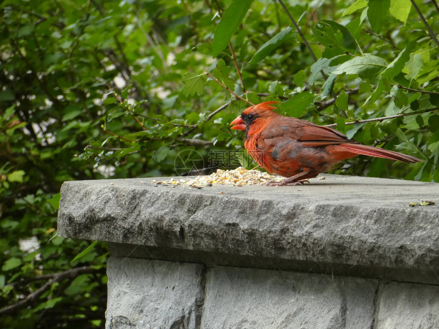 石栅栏上的雄红衣主教鸟图片