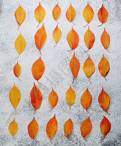 干橙樱桃树叶的形态图片