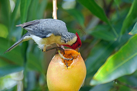 在夏威夷毛伊岛一只红冠衣主教鸟挖图片
