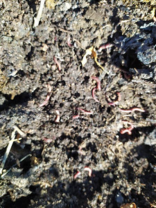 许多蚯蚓的背景用牛粪养蠕虫堆肥是有机农图片