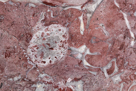 来自法国的红石灰岩表面含有大片裂缝时代的化石碎块科学家图片