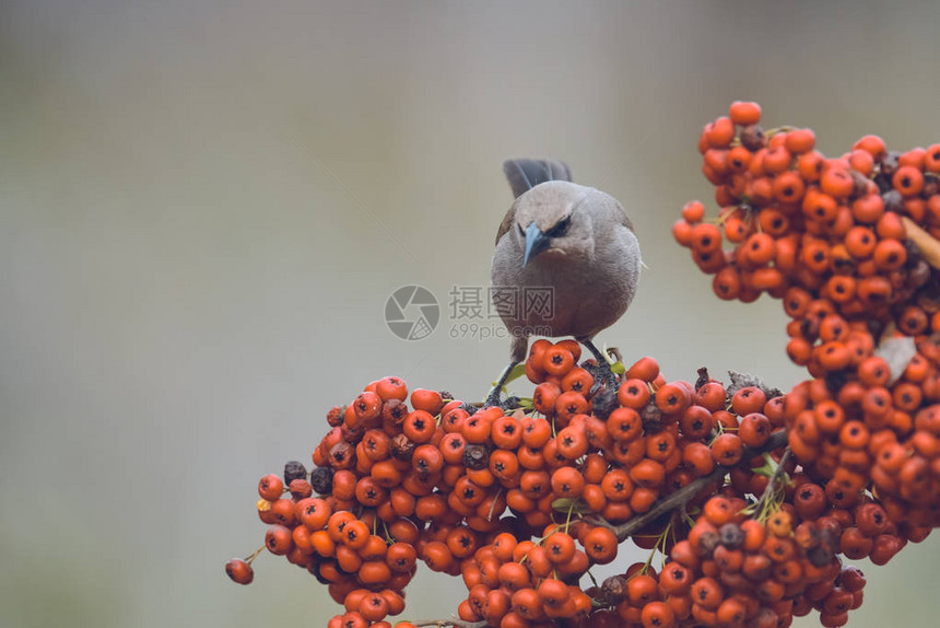 食吃红水果的鸟类阿根图片