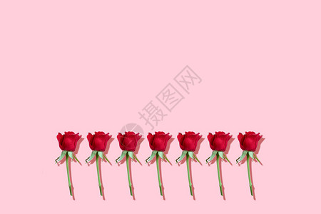 粉红背景的红玫瑰突出的影子边框背景图片