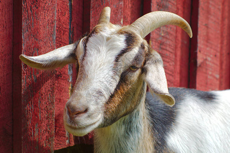 红棕山羊肖像红色谷仓农场图片