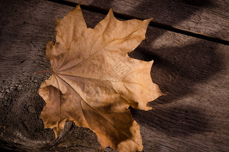 秋天背景干燥的红叶紧贴图片