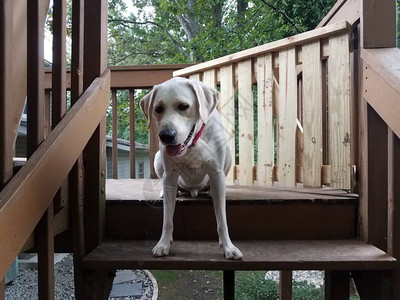 白小狗红领在木质楼梯图片