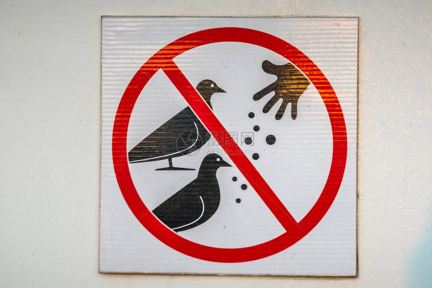 不要喂鸟在芬兰苏图片