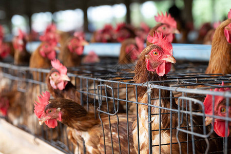 工厂鸡泰国笼养工业农场的母鸡动物和农业综合企业食品生图片